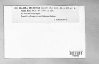 Cladonia portentosa image